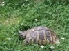 Billede 8