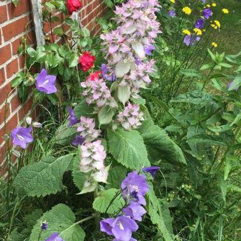 Ferielejlighed - 4 personer -  - Fasanenweg - 25826 - St. Peter-Ording