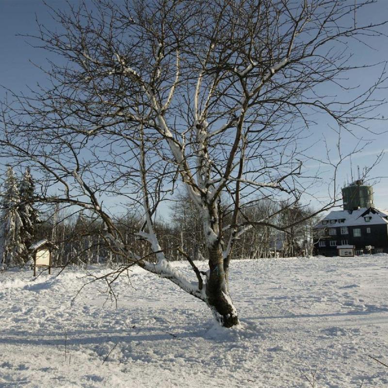 Ferielejlighed - 4 personer -  - Unterm Dumel - 59955 - Winterberg