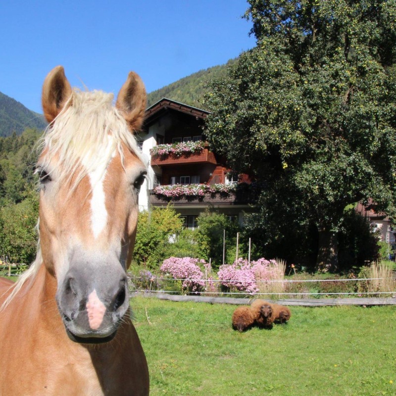 Bondegård - 6 personer -  - Räuflach - 9821 - Obervellach