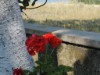 Billede 11