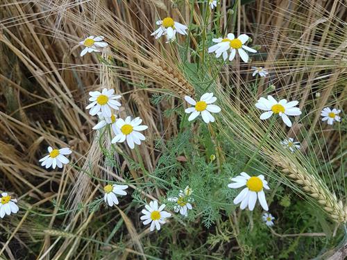 Ferienwohnung - 4 Personen -  - Seestr. - 17166 - Bülow