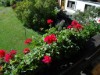 Bilde 6