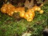 Bild 33