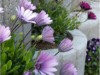 Bilde 8