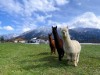 Bilde 5