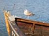 Bilde 36