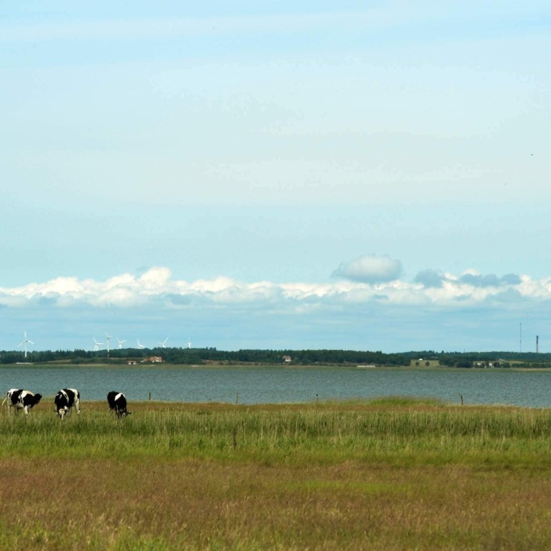 Ferienhaus - 8 Personen -  - Sønderballevej - Blavand - 6857 - Southern West Coast