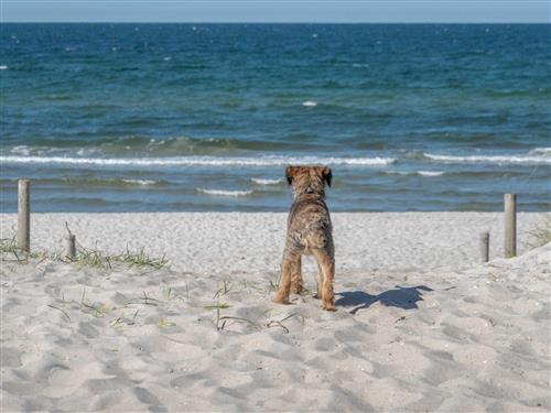 Sommerhus - 5 personer -  - Bodstedt - 18356