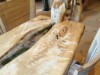 Bild 19