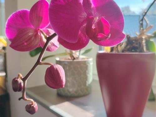 Ferielejlighed - 4 personer -  - Pfannmeisterweg - 4820 - Bad Ischl