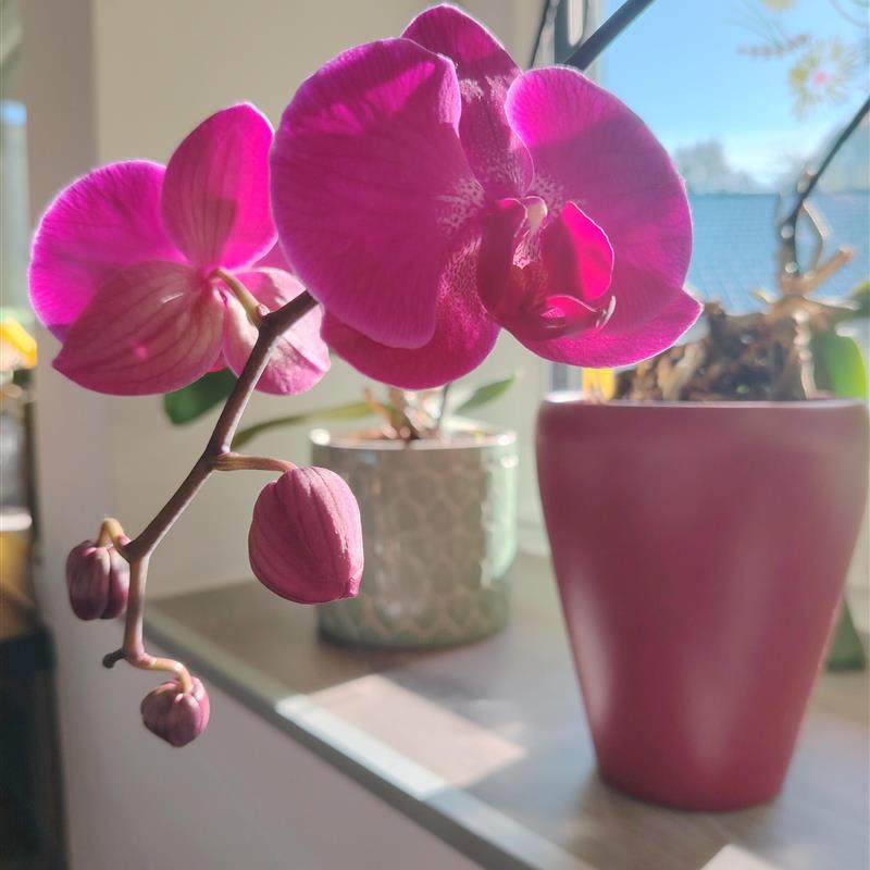 Ferielejlighed - 4 personer -  - Pfannmeisterweg - 4820 - Bad Ischl