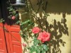 Billede 36 - Grund