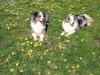 Bild 9 - Inde