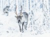 Bild 39 - Inde