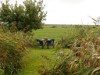 Billede 6