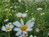 Bild 81