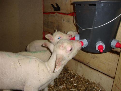 Bondegård - 4 personer -  - Untertamberg - 4574 - Vorderstoder