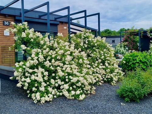 Sommerhus - 4 personer -  - Seepark - 47574 - Goch