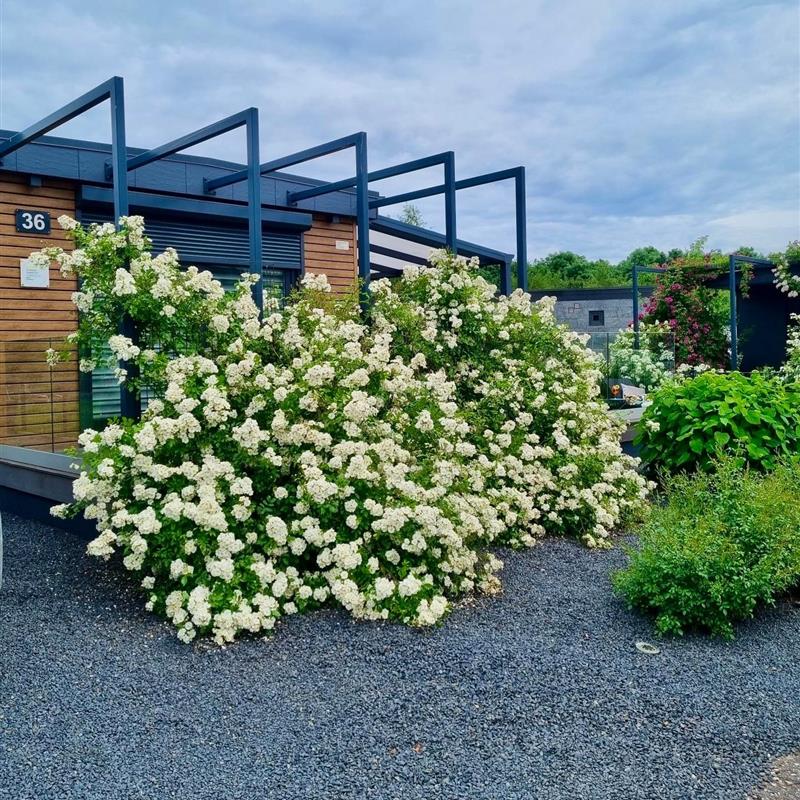 Sommerhus - 4 personer -  - Seepark - 47574 - Goch