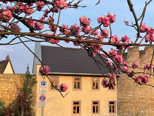 Ferieleilighet - 3 personer -  - Tokajer Straße - 65343 - Eltville Am Rhein