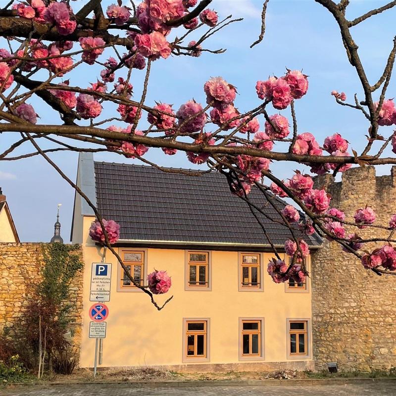 Ferielejlighed - 3 personer -  - Tokajer Straße - 65343 - Eltville Am Rhein