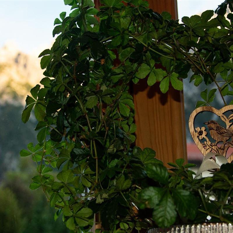 Ferielejlighed - 2 personer -  - Fritz-Prölß-Platz - 82481 - Mittenwald