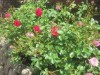 Bilde 4
