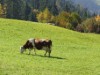 Billede 2
