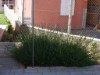 Billede 8