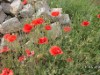 Billede 10