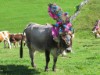 Billede 12