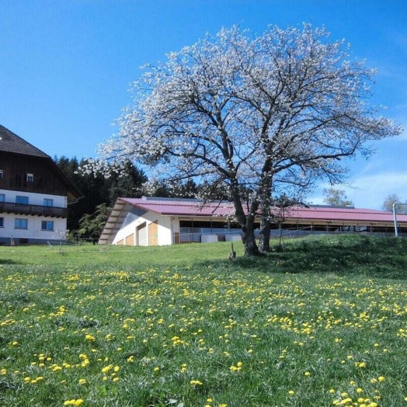 Sommerhus - 4 personer -  - 78112 - St.Georgen-Peterzell