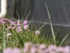 Billede 20 - Grund