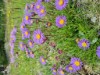 Bilde 26 - Ude