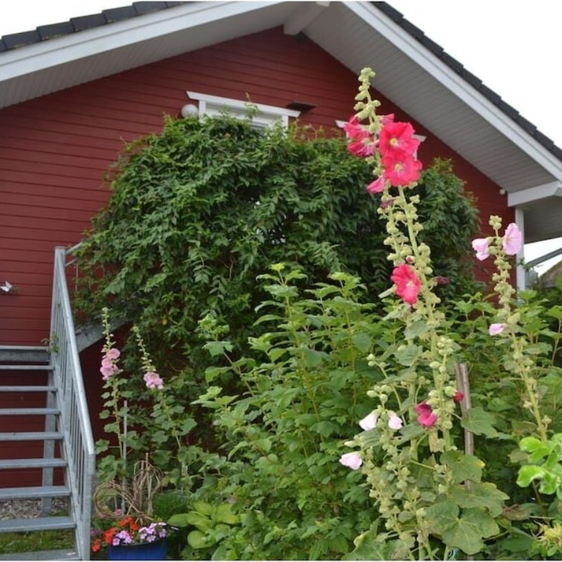 Sommerhus - 2 personer -  - 18375 - Wieck A Darss