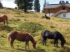Billede 8