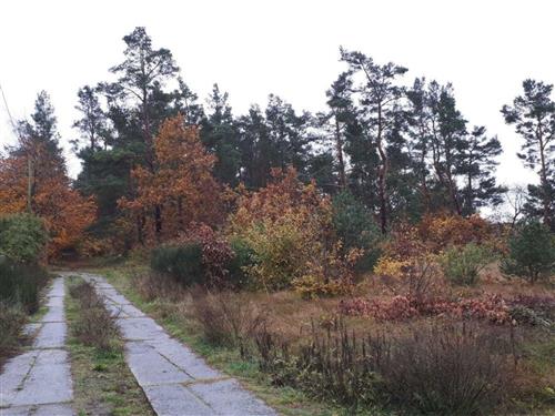 Ferielejlighed - 3 personer -  - Kiefernweg - 18356 - Fuhlendorf