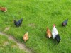 Billede 13