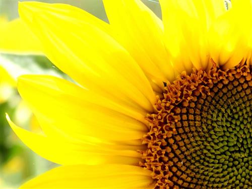 Ferielejlighed - 4 personer -  - Alt Reddevitz - 18586 - Mönchgut