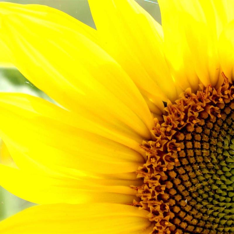 Ferielejlighed - 4 personer -  - Alt Reddevitz - 18586 - Mönchgut