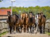 Billede 11