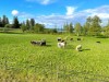 Bild 42