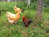 Bilde 14