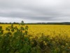 Image 16