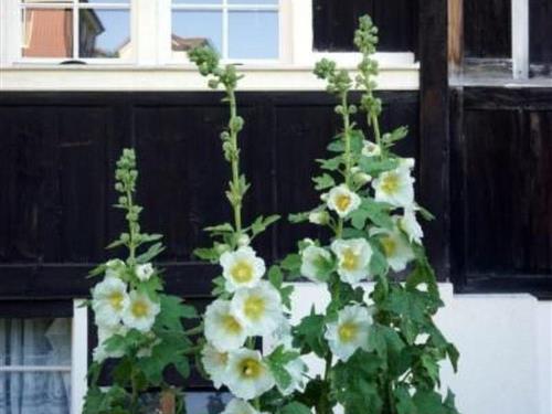 Sommerhus - 4 personer -  - Wolfhalden - 9427