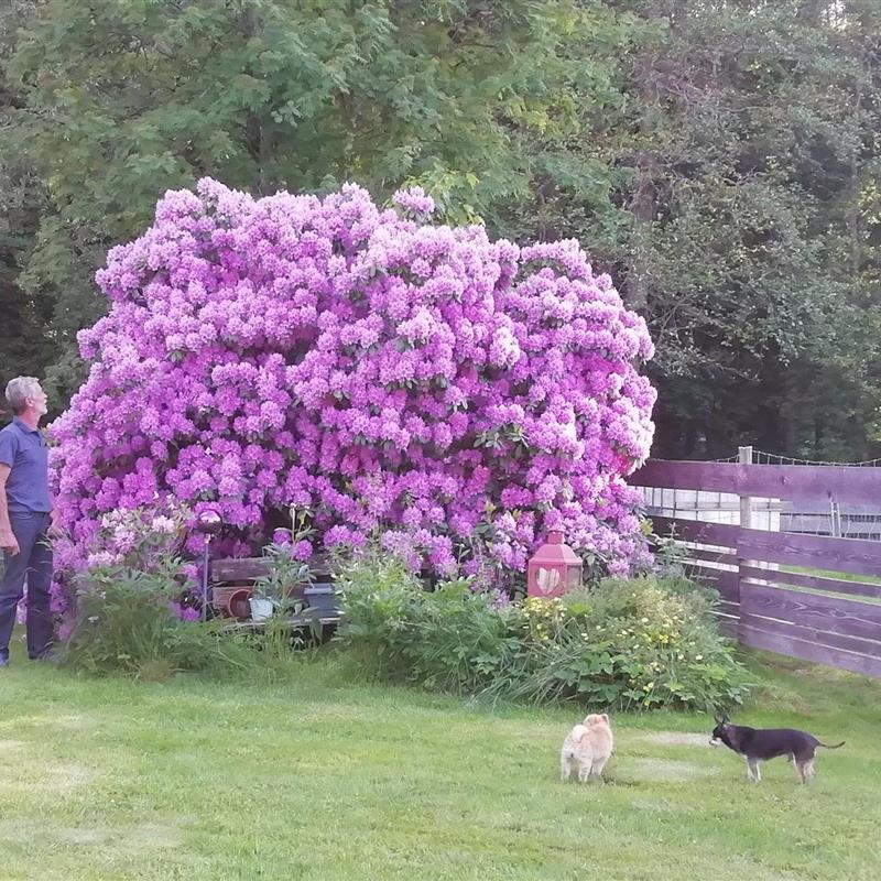  - 5 personer -  - Zwieselau - 94258 - Frauenau