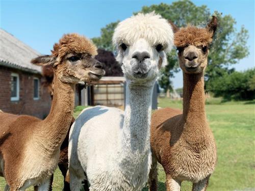 Bondgård - 4 personer -  - Forlitzerstraße - 26624 - Südbrookmerland