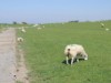 Bild 18