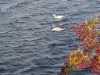 Bild 30 - Utsikt över vatten